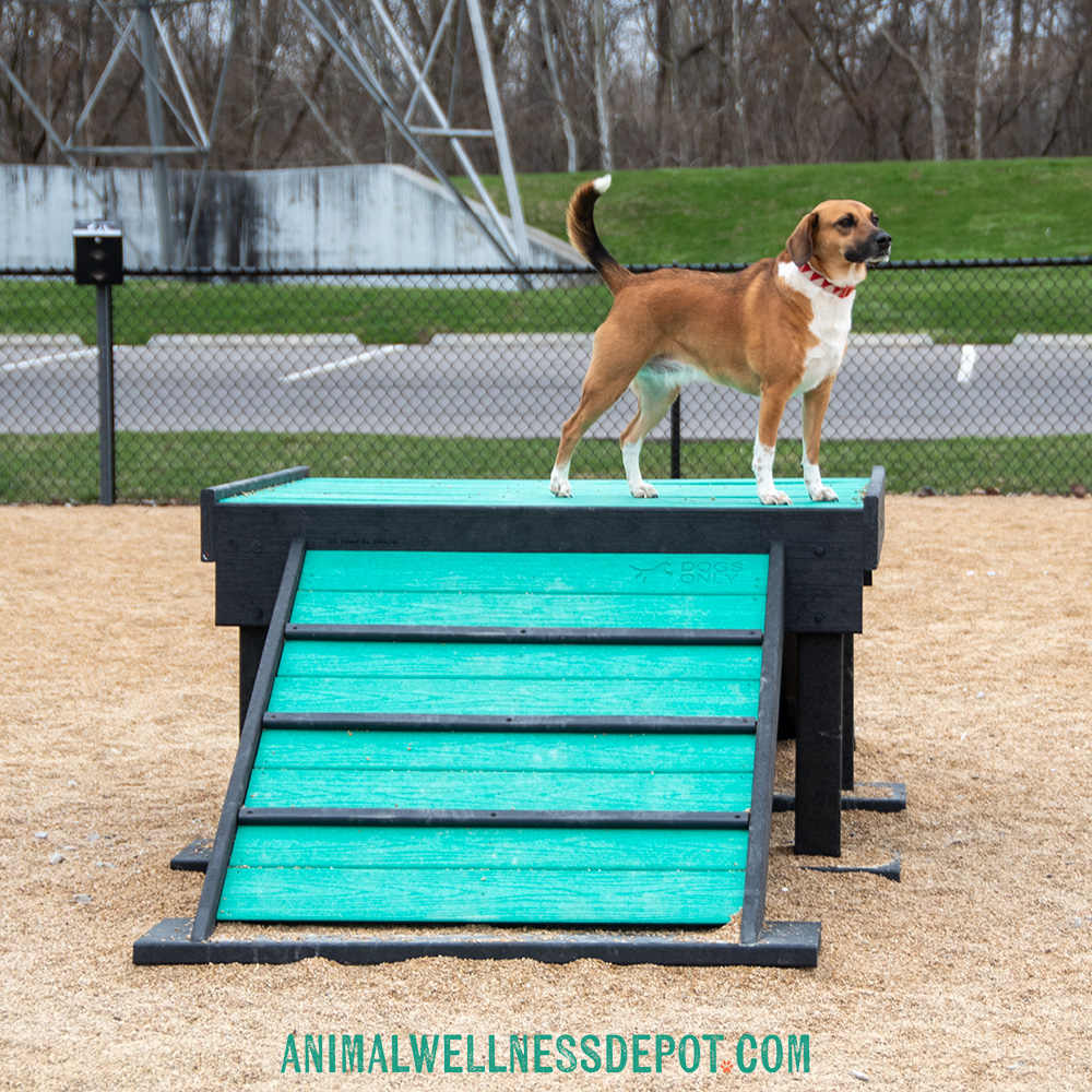 Animal-Wellness-Depot-Bridge-Climb-Large-Green-Gyms-for-dogs16 - Animal Wellness Depot