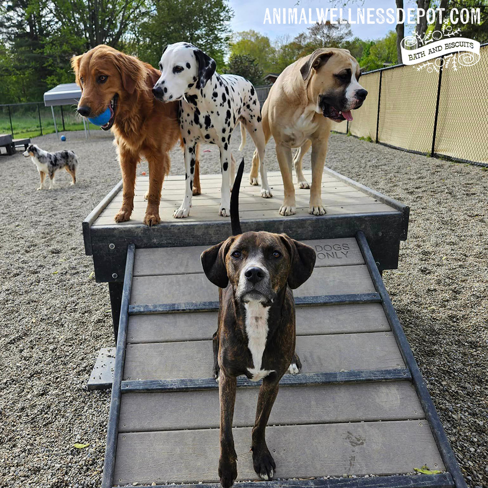 Animal-Wellness-Depot-Bridge-Climb-Large-Green-Gyms-for-dogs4 - Animal Wellness Depot