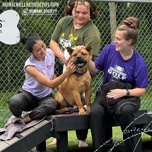 Bridge Climb - Small