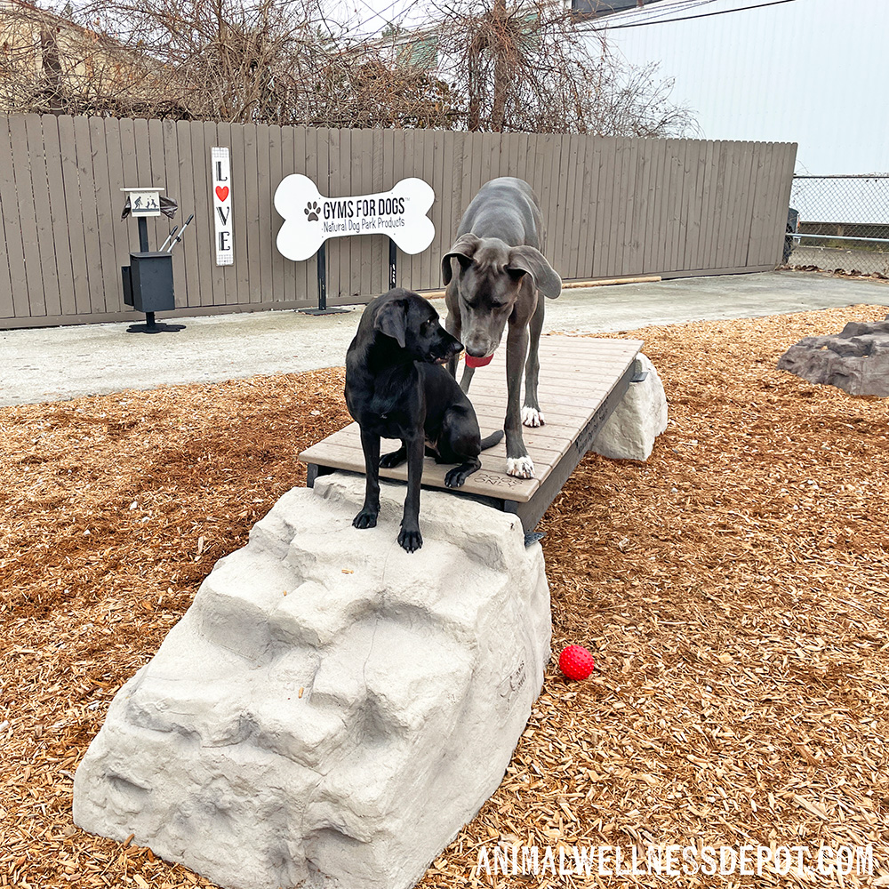 Animal-Wellness-Depot-Gyms-For-Dogs-Ellies-Boulder-Bridge_standard14 - Animal Wellness Depot