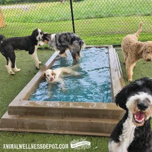 Animal-Wellness-Depot-Gyms-For-Dogs-Splash-Pool13 - Animal Wellness Depot