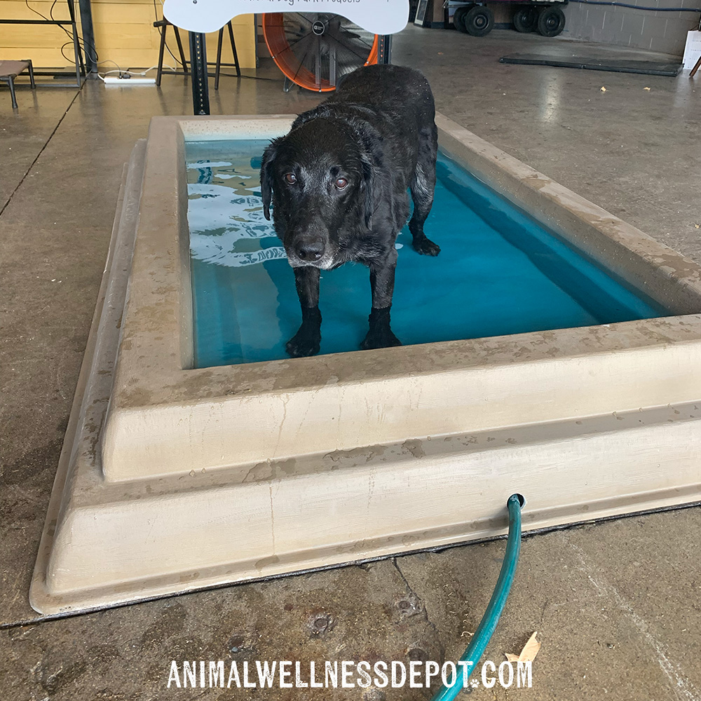 Animal-Wellness-Depot-Gyms-For-Dogs-Splash-Pool21 - Animal Wellness Depot