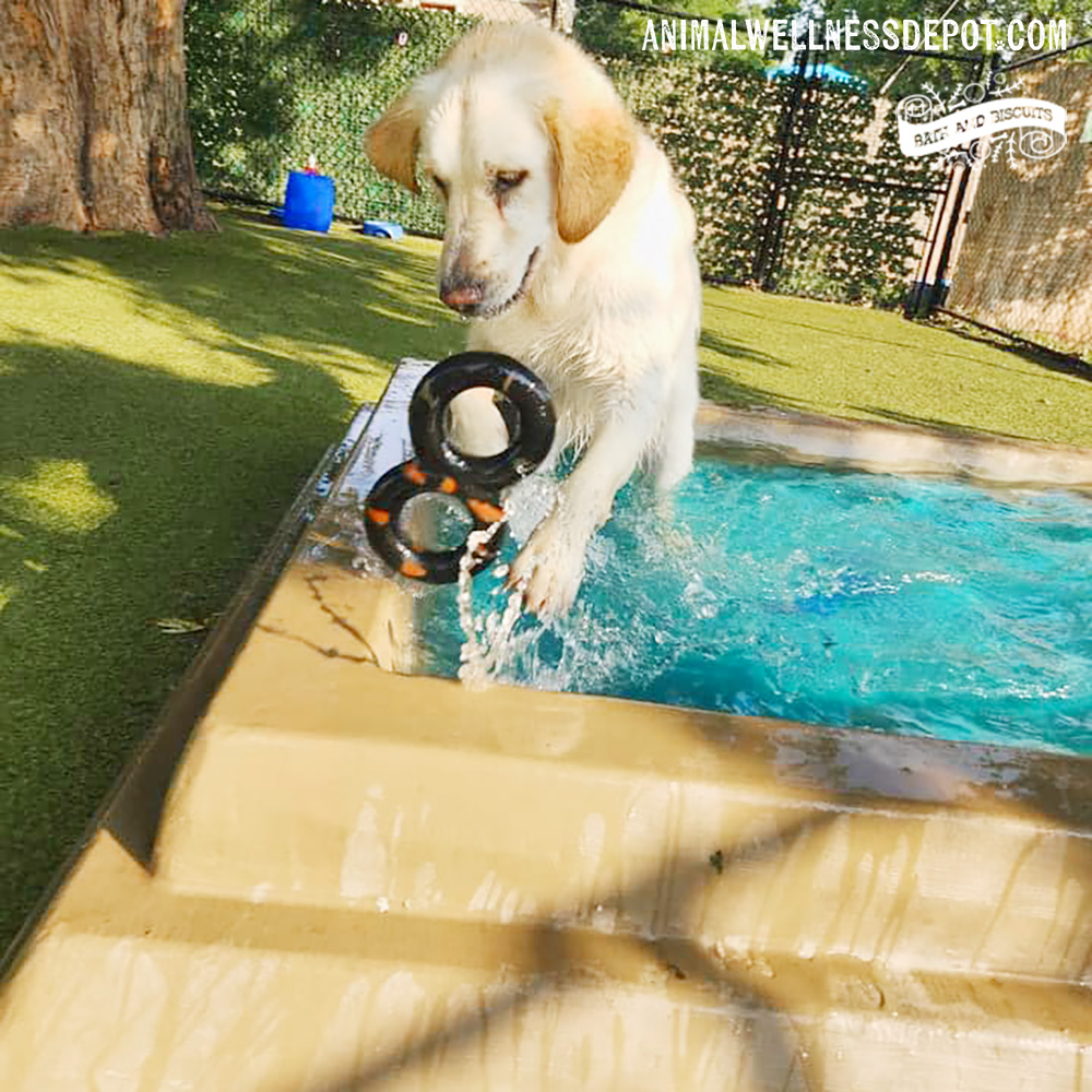 Animal-Wellness-Depot-Gyms-For-Dogs-Splash-Pool5 - Animal Wellness Depot