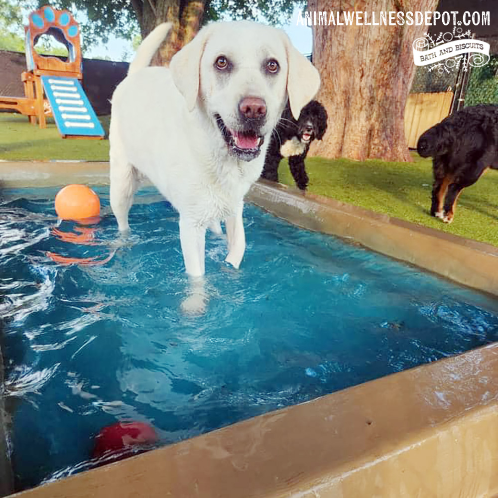 Animal-Wellness-Depot-Gyms-For-Dogs-Splash-Pool7 - Animal Wellness Depot