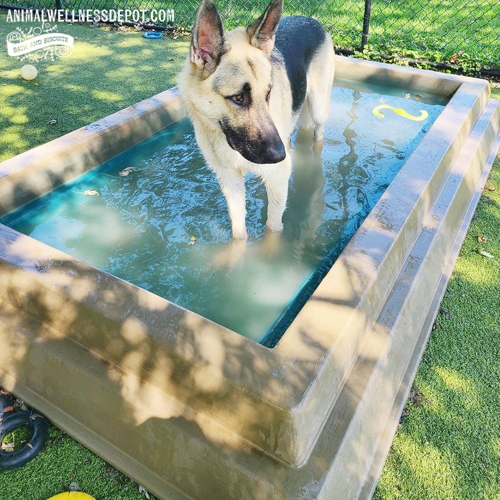Animal-Wellness-Depot-Gyms-For-Dogs-Splash-Pool8 - Animal Wellness Depot