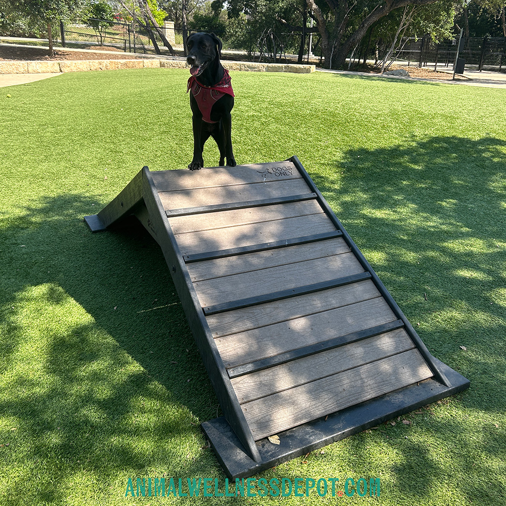 Animal-wellness-depot-gyms-for-dogs-hill-climb-nutmeg10 - Animal Wellness Depot