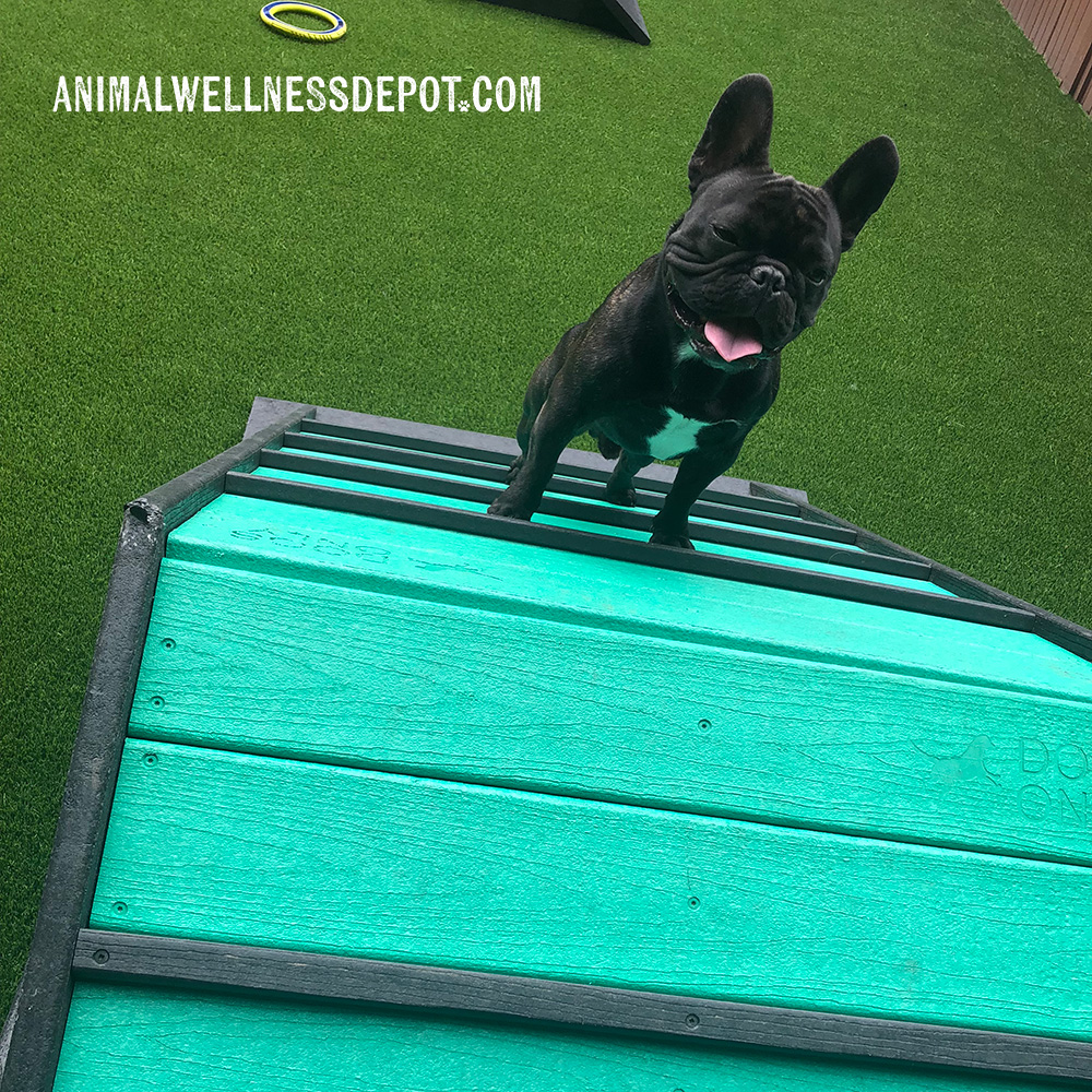 Animal-wellness-depot-gyms-for-dogs-hill-climb-nutmeg11 - Animal Wellness Depot