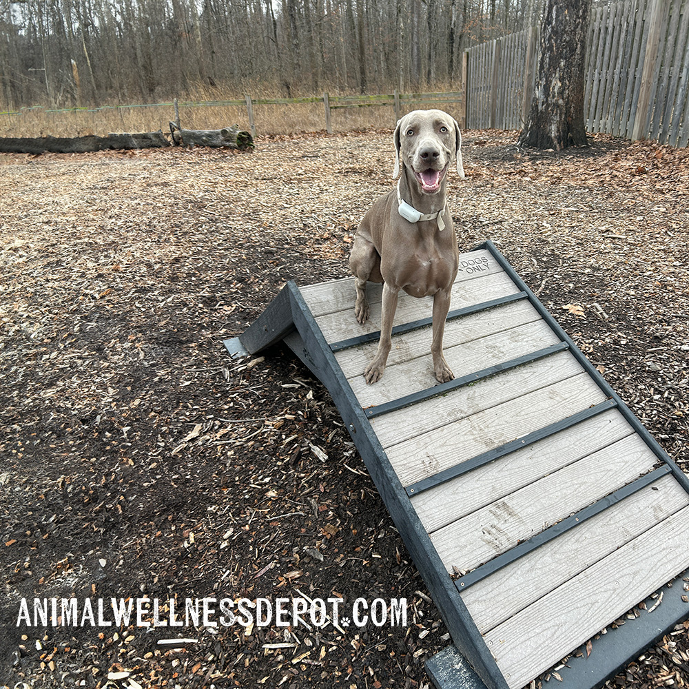 Animal-wellness-depot-gyms-for-dogs-hill-climb-nutmeg12 - Animal Wellness Depot