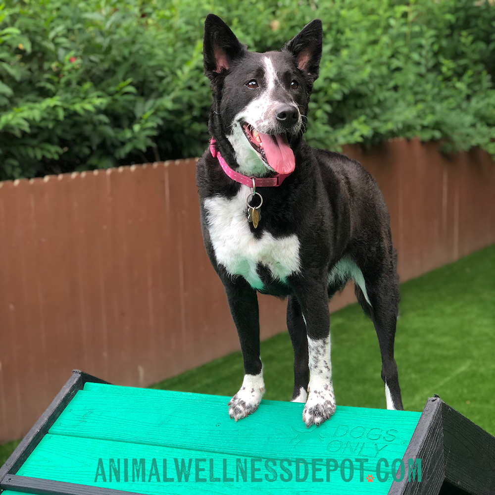 Animal-wellness-depot-gyms-for-dogs-hill-climb-nutmeg5 - Animal Wellness Depot