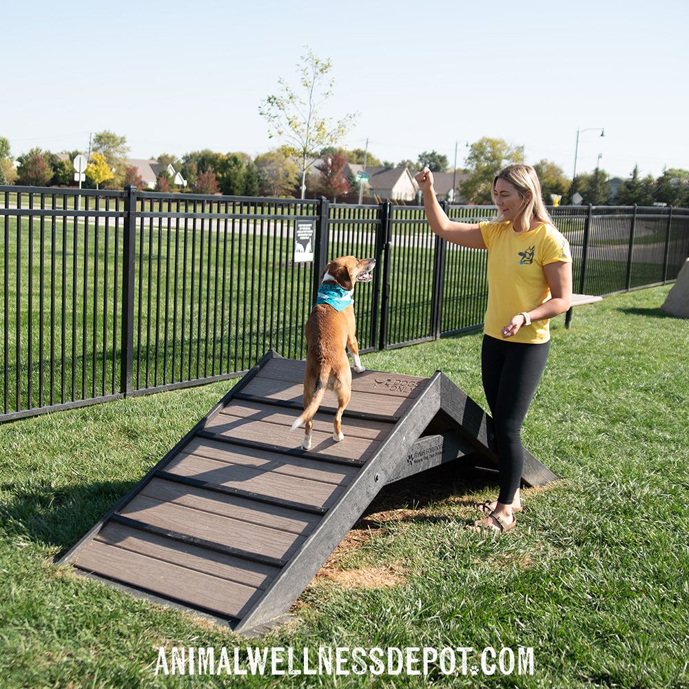 Animal-wellness-depot-gyms-for-dogs-hill-climb-nutmeg6 - Animal Wellness Depot