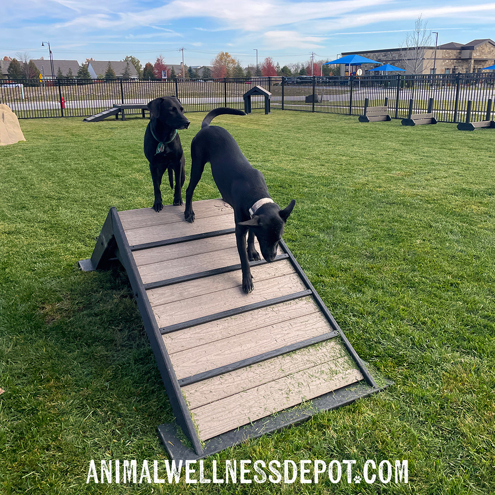 Animal-wellness-depot-gyms-for-dogs-hill-climb-nutmeg7 - Animal Wellness Depot