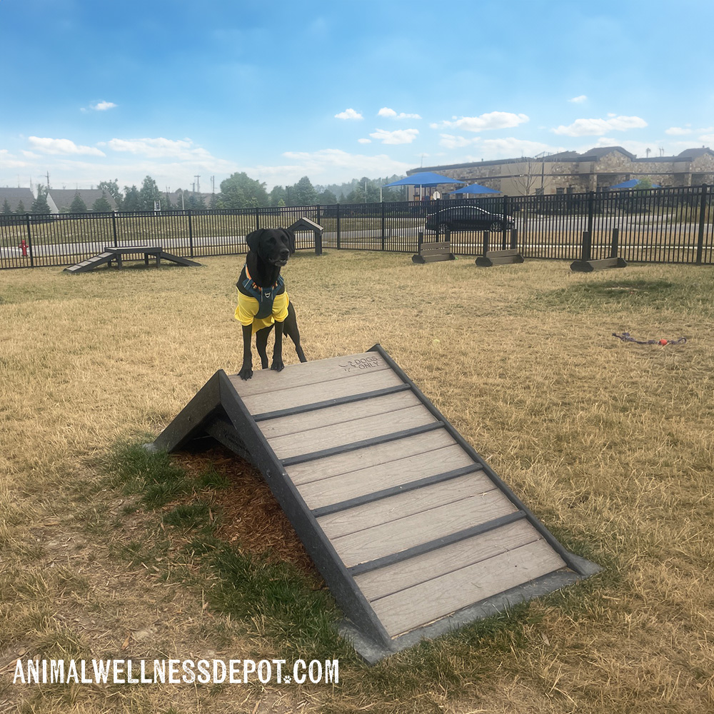 Animal-wellness-depot-gyms-for-dogs-hill-climb-nutmeg8 - Animal Wellness Depot