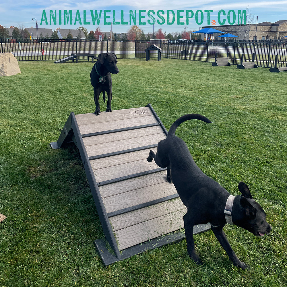 Animal-wellness-depot-gyms-for-dogs-hill-climb-nutmeg9 - Animal Wellness Depot
