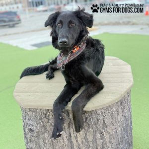 Jumping Stumps - Climb & Play Series