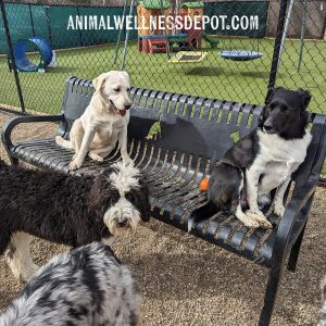The Three Dog Bench
