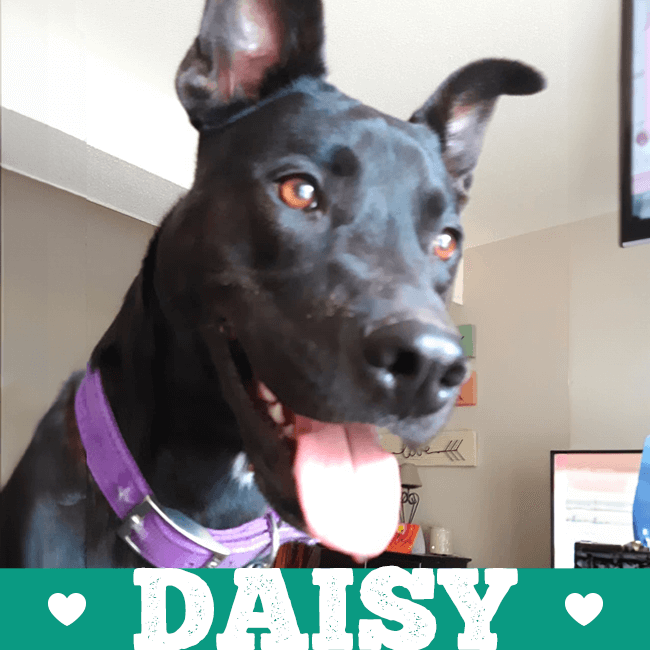 daisy-04-2024 png
