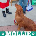 mollie-03-2024